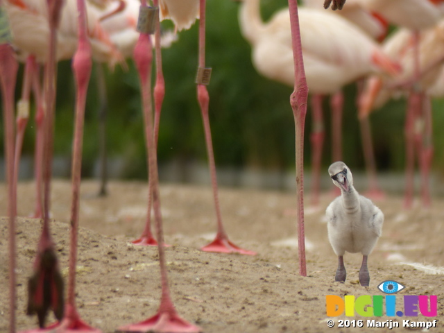 FZ030001 Greater flamingo chick (Phoenicopterus roseus)